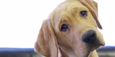 Hundehasser präparierte Köder mit Schrauben