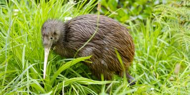 Ausgestorbene Vogelart pl&ouml;tzlich wieder aufgetaucht
