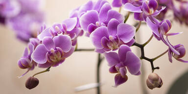 Orchidee