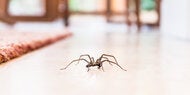 Spinnen im Frühling loswerden: So bleibt es krabbelfrei
