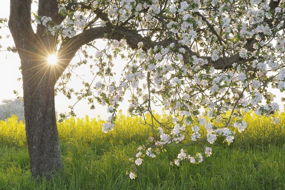Bauernregel zum 21. März: 