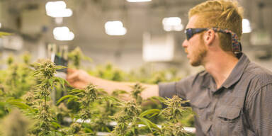 Cannabis-Plantagen
