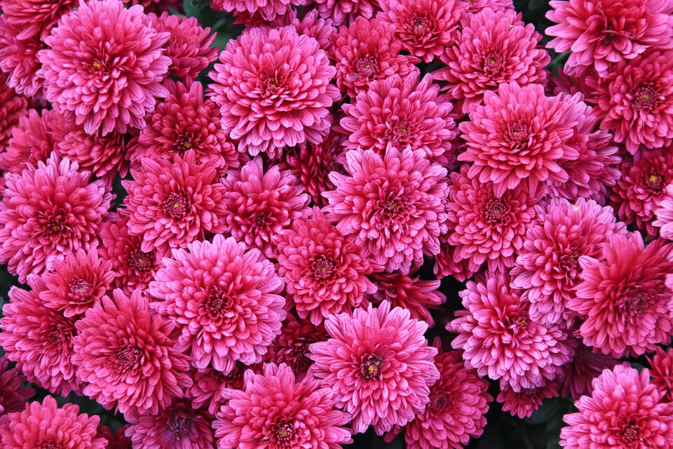 Chrysanthemen: Die letzten Herbstblumen im Garten