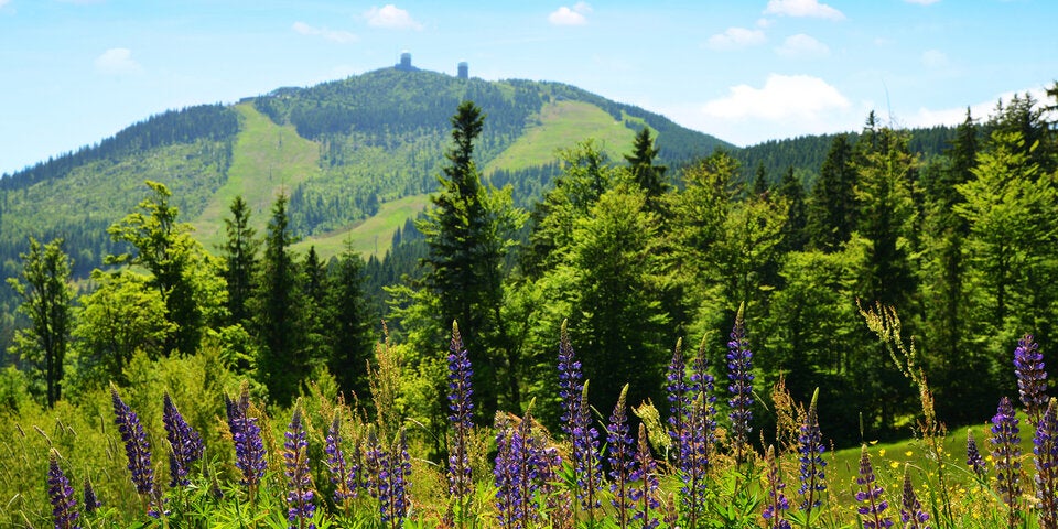 Der große Arber ist mit 1.455,5 Metern der höchste Berg des Bayerischen Waldes.