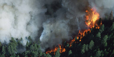 Waldbrand Feuer Flammen