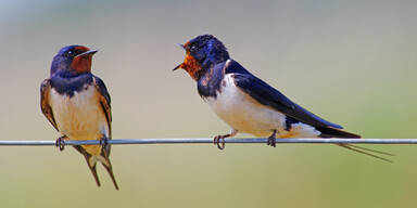 Schwalben in Not: Rückkehr wird zum Überlebenskampf