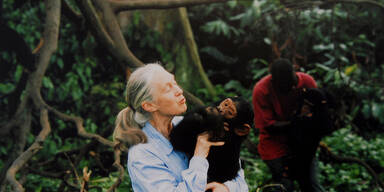 Jane Goodall zum Tag des Friedens