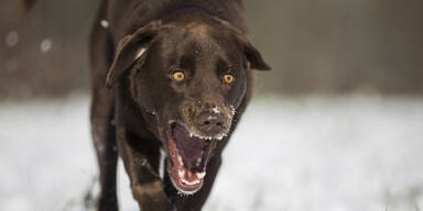 Hund Angriff Hundebiss