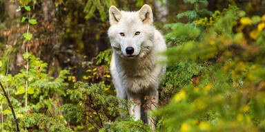 Wolf-Alarm: Bauern wollen sie abschie&szlig;en