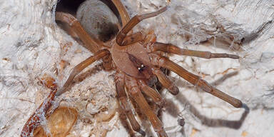 Loxosceles rufescens