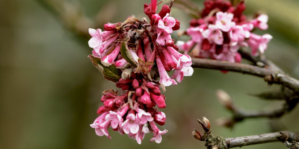 Der duftende Winterschneeball ist ein Zierstrauch, dessen rosafarbenen Blüten sich auch bei Kälte und Schnee öffnen.