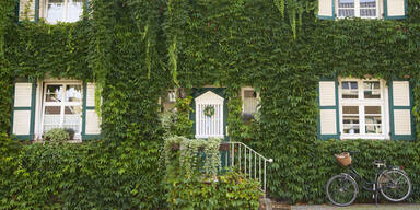 Haus Pflanzen Wilder Wein