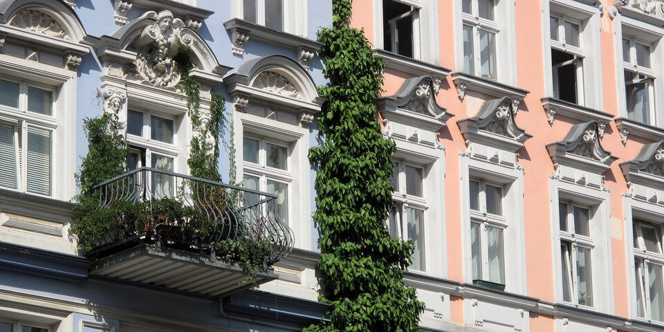 Diese Pflanzen sind auf dem Balkon verboten