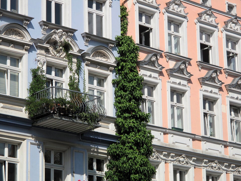 Hat fast jeder: Diese beliebten Pflanzen sind auf dem Balkon tabu