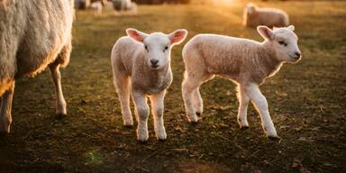 Studie zeigt reale Wolfsgefahren für Weidetiere