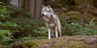 Schon wieder ein Wolfsriss im Waldviertel