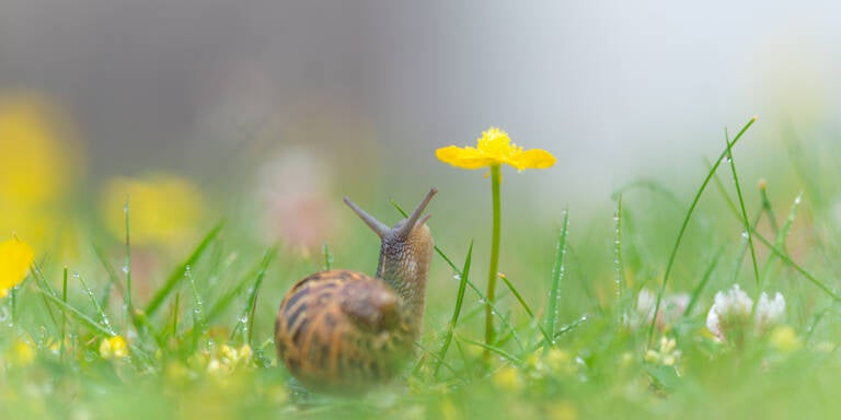 Schnecken-Plage im Frühling: So werden Sie das Ungeziefer los
