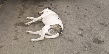 dead dog
