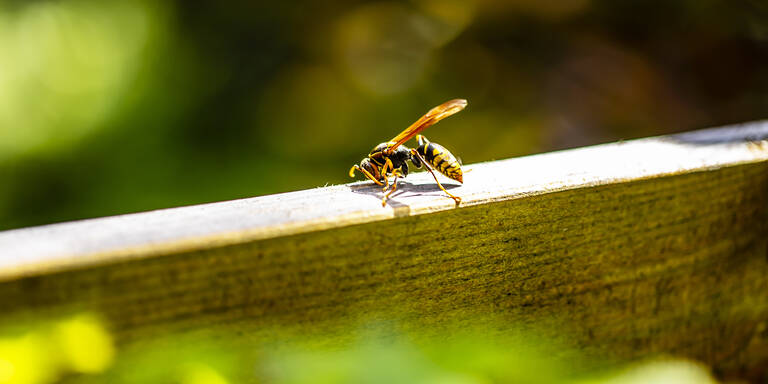 Wespen-Alarm im Frühling: Wer diese Pflanzen jetzt setzt, hält seine Terrasse wespenfrei