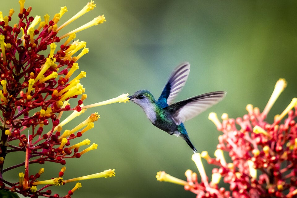 Costa Rica: Geheimtipps im Land der Naturwunder