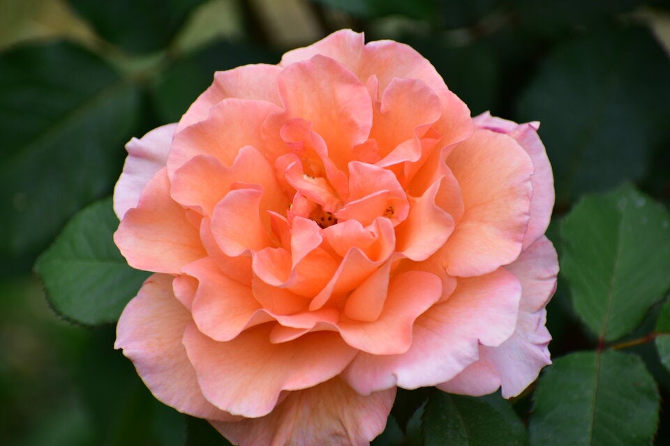 Peach Fuzz: 10 Blüten, die die Trendfarbe des Jahres in die Beete bringen