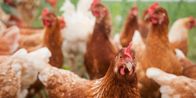 Gefl&uuml;gelbetrieb H&uuml;hner