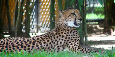 Gepard
