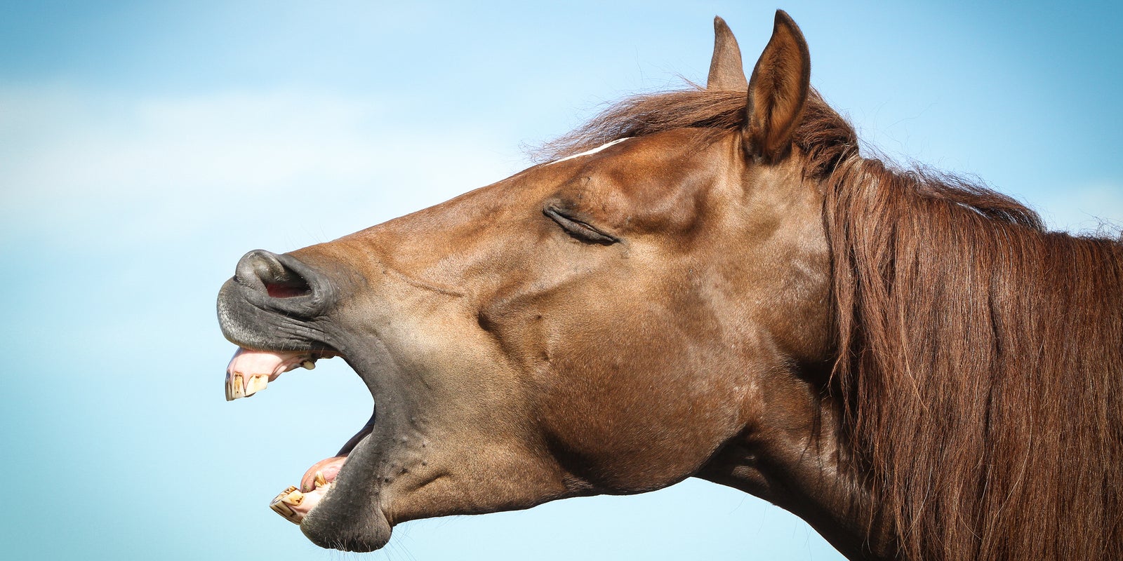 Symbolbild Tierschutz im Sport