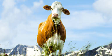 Wanderer von K&uuml;hen UND Pferden attackiert