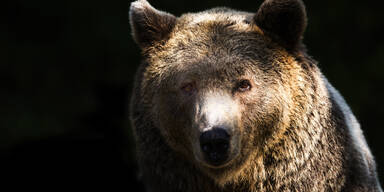 Beispielbild f&uuml;r B&auml;r im Zirkus