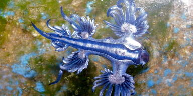 Schockfund vor Mallorca: Gef&auml;hrlicher &bdquo;Blauer Drache&ldquo; aufgetaucht