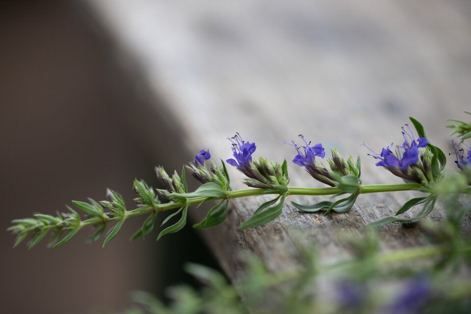 Diese geheimen Blumen-Botschaften zum Valentinstag sollten Sie kennen
