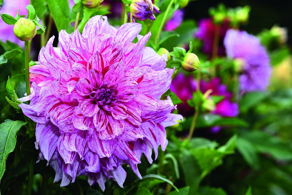 Dahlien: Die Königinnen des späten Sommers
