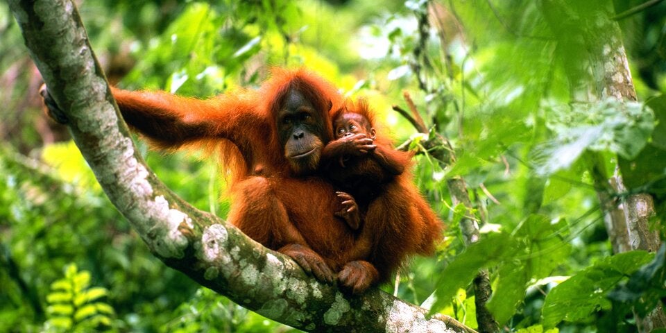 Orang-Utans im Tanjung Puting Nationalpark