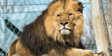 Sch&ouml;nbrunn testet jetzt auch Tiere auf Corona