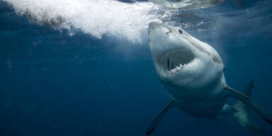 Wei&szlig;er Hai Central Beach