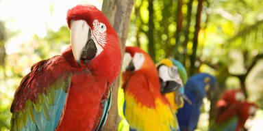 Illegaler Tierhandel in Rio: Polizei rettet mehr als 700 Wildtiere