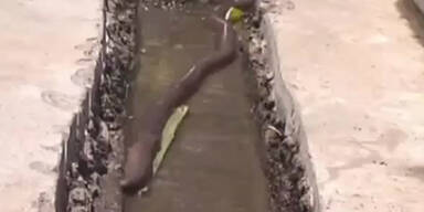 Riesenregenwurm in China entdeckt