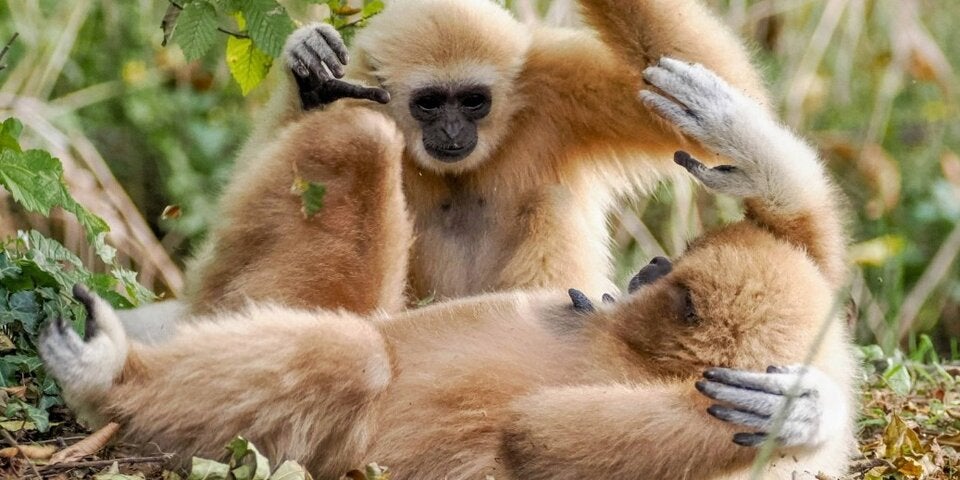 Gibbons im Zoo Salzburg