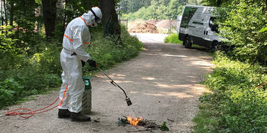 Gift-Raupen Flammenwerfer