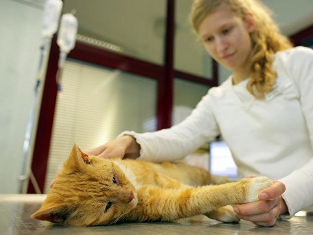 Kitzbühel: 50 Hunde und Katzen an Giftködern gestorben