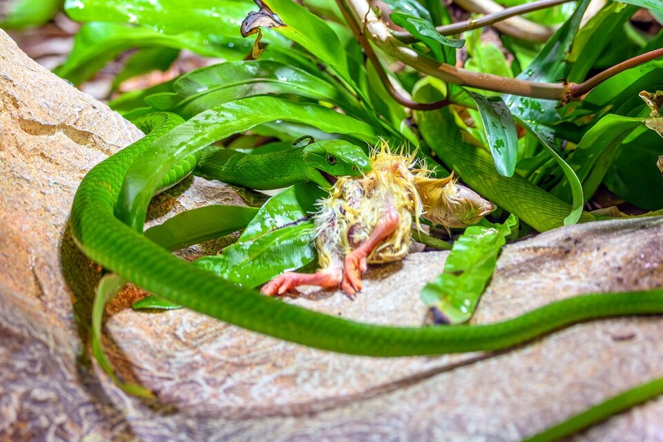Eine Gewöhnlichen Mamba. 