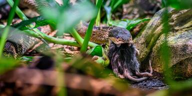 Seltene Schwarzkopf-Buschmeister  im Haus des Meeres