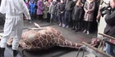 Dänemark: Zweiter Giraffe droht Tod