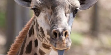 Facebook/Seneca Park Zoo