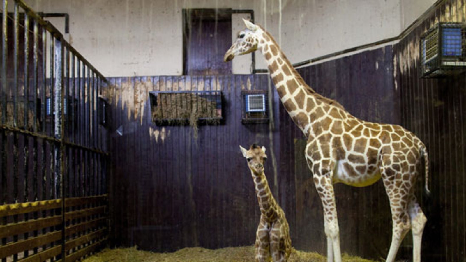 Zoo Raufen Nächtliche Randale: 2 Giraffen in Zoo tot - oe24.at