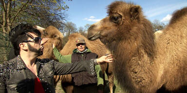 Glööckler macht Fashion für Rennkamele