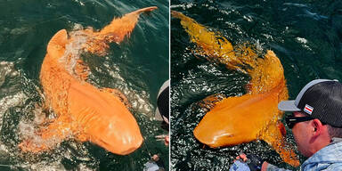 Sensation: Fischer zieht weltweit ersten Gold-Hai an Land