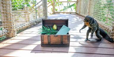 Goldene Eier im Haus des Meeres