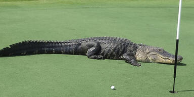 Hier l&auml;uft Alligator &uuml;ber Golfplatz